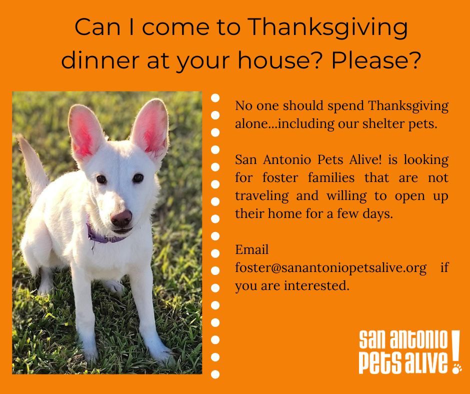 Can I spend Thanksgiving with you? - Foster Homes needed!